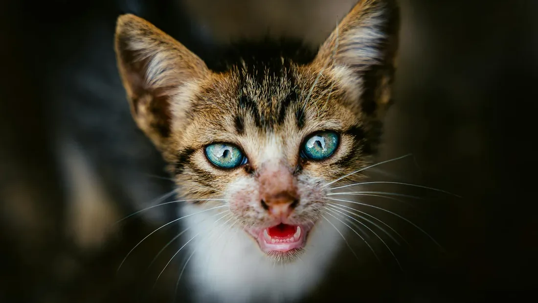 Yavru Kedi İşitme ve Görme Gelişimi: 7 Haftalık Evre