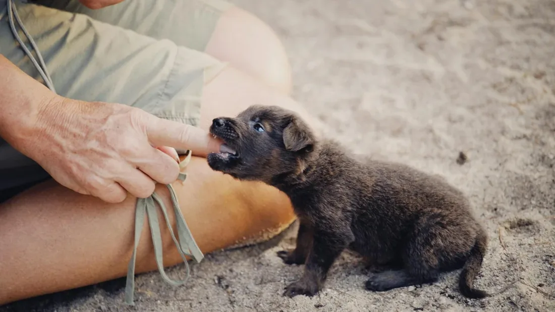 Yavru Köpek Isırma Problemi: 14 Günlük Çözüm Protokolü