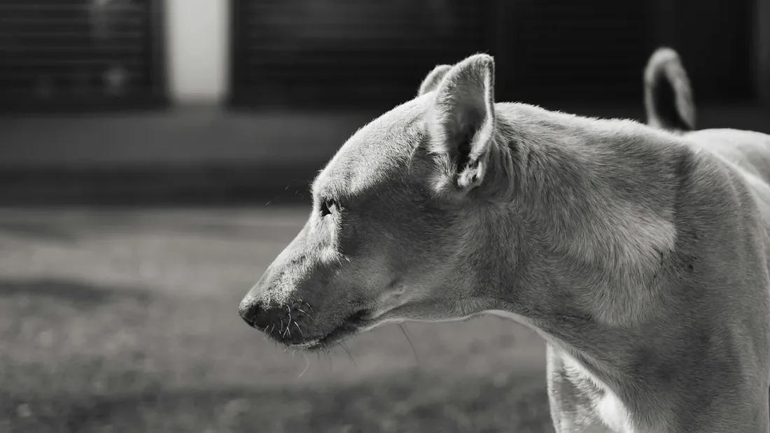 İzmir Pamuk: Bir Sokak Köpeğinin İkon Yolculuğu