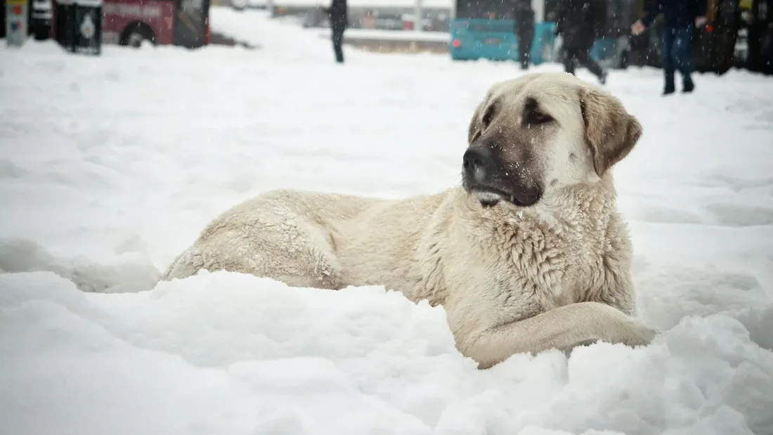 Kangal Köpekleri: 12 Asırlık Mirasın Hikayesi