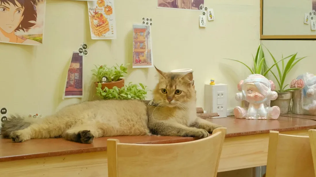 Türkiye’nin İlk Kedi Kafeleri: Bir Trendin Başlangıcı