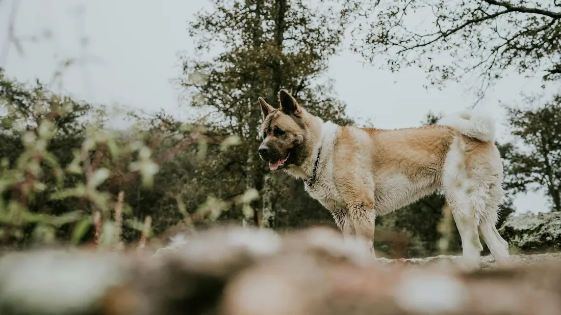 Hachiko ve Sadakat Hikayeleri: Dünyadan 10 Efsane