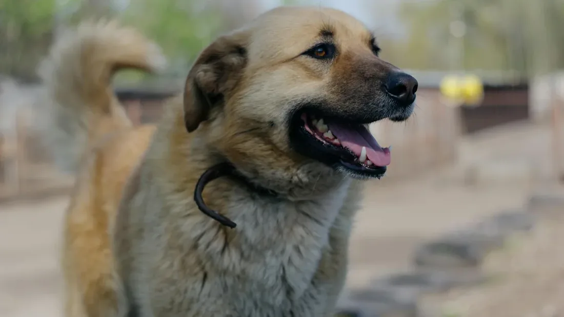 Anadolu’nun Koruyucu Köpekleri: 9 Yerli Irk