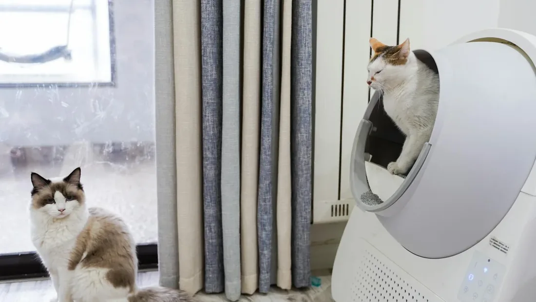 Kedi Kum Kabı Hijyeni: 10 Altın Kural