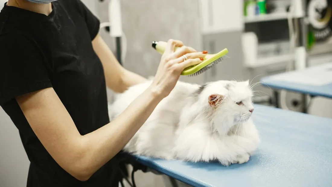 Uzun Tüylü Kedi Bakımı: Günlük 9 Ritüel