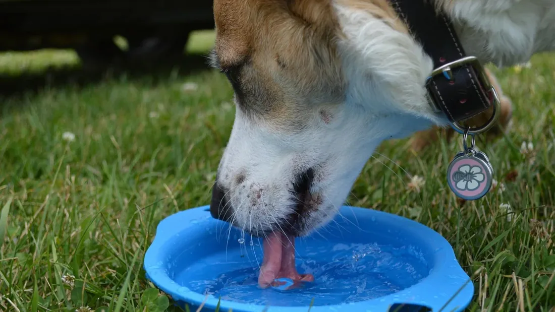 Köpek Sıcak Çarpması: Acil Müdahale İçin 8 Kritik Adım