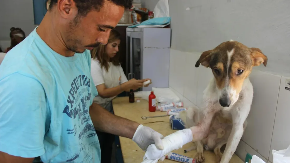 Pet Isırık Yarası: İlk Yardım 10 Adımı