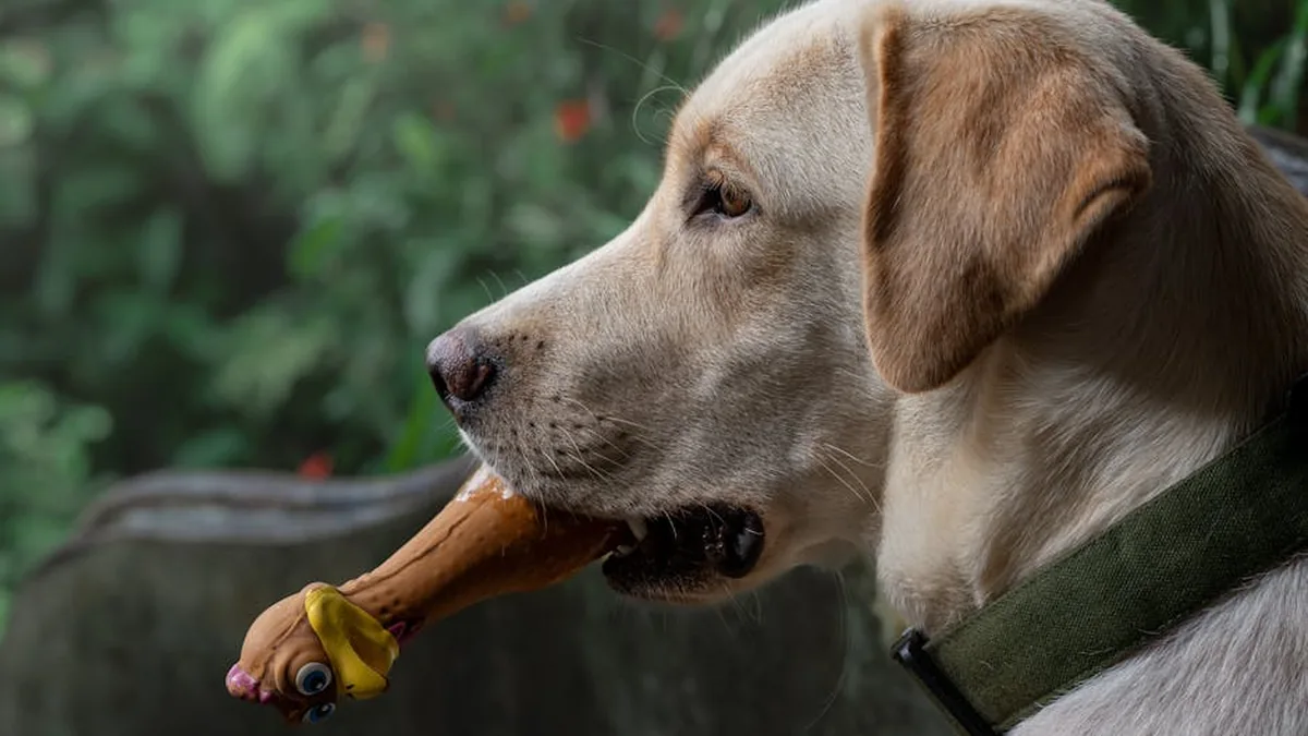 Pet Boğulma: Heimlich Manevrası 6 Adımda