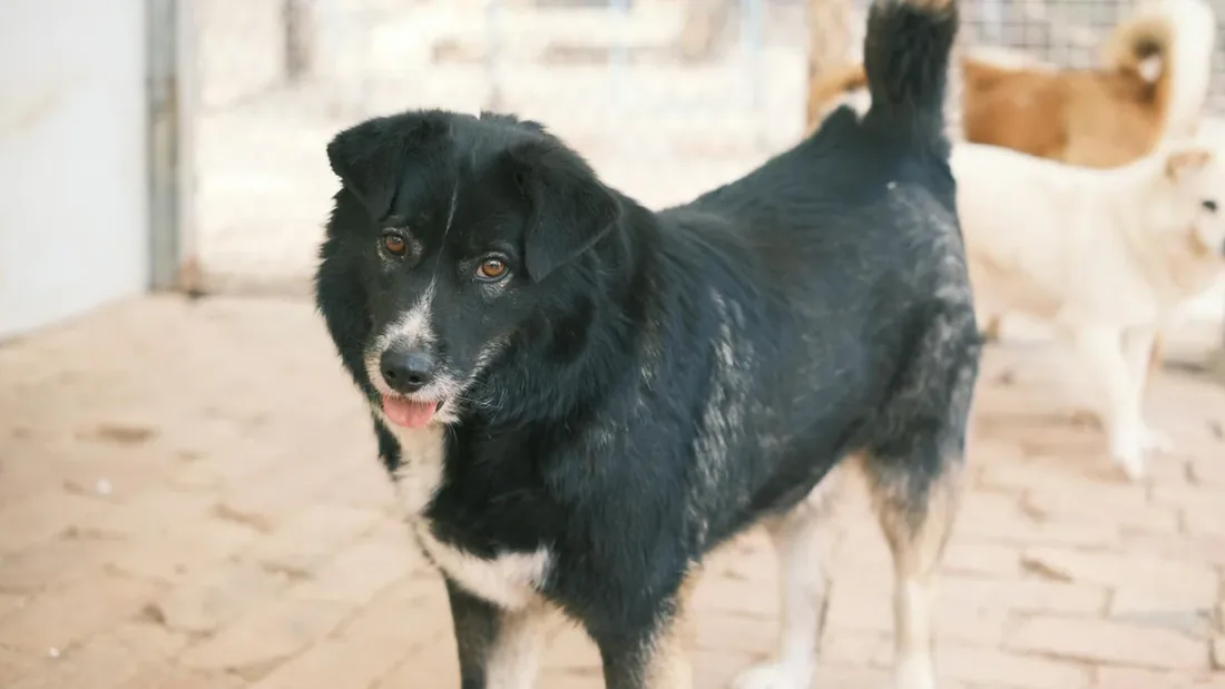Pet Sahiplenmeden Önce 15 Hazırlık Maddesi