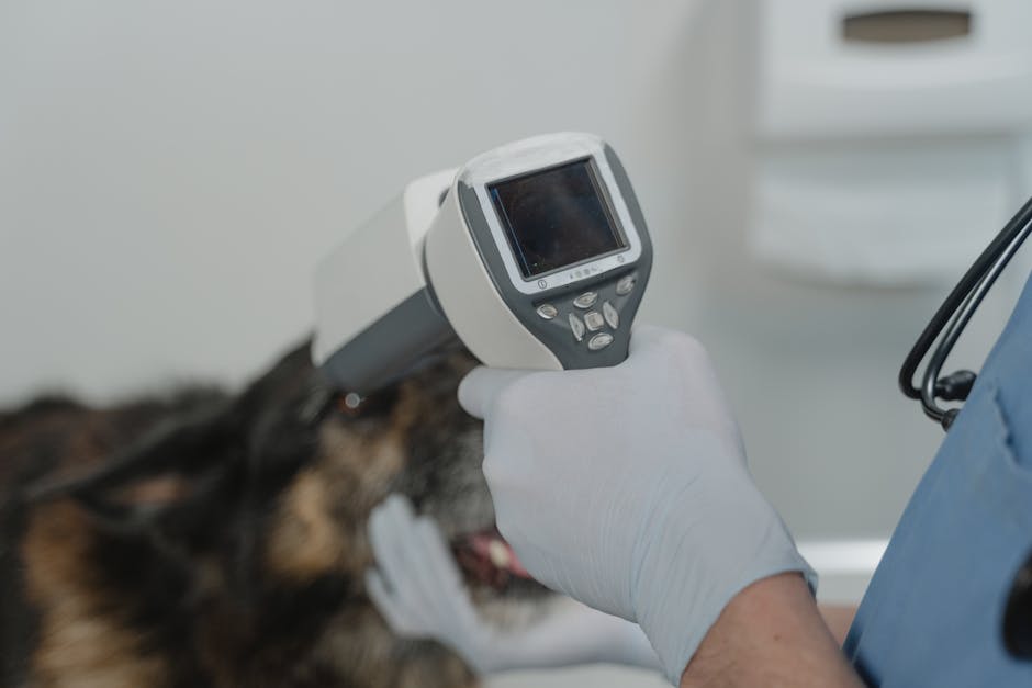Pet Isırık Yarası: İlk Yardım 10 Adımı