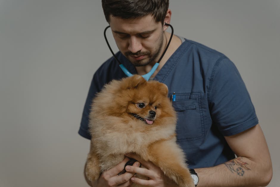 Pet İlk Yardım Çantası: 15 Temel Ürün