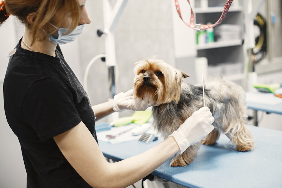 Pet Elektrik Çarpması: Hayat Kurtaran 6 Adım
