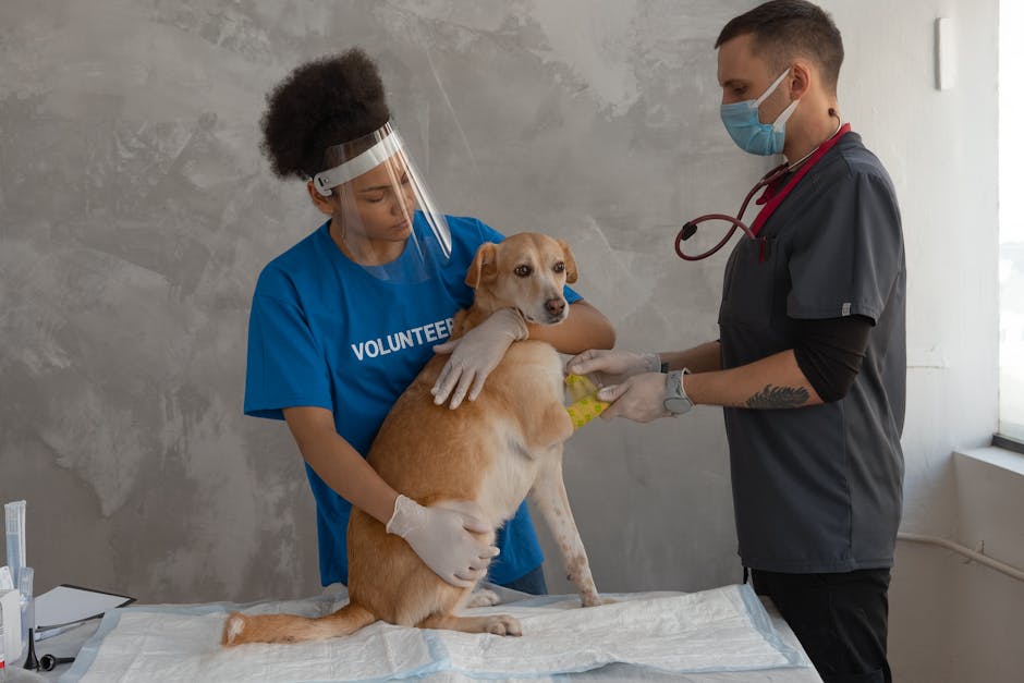 Pet Boğulma: Heimlich Manevrası 6 Adımda