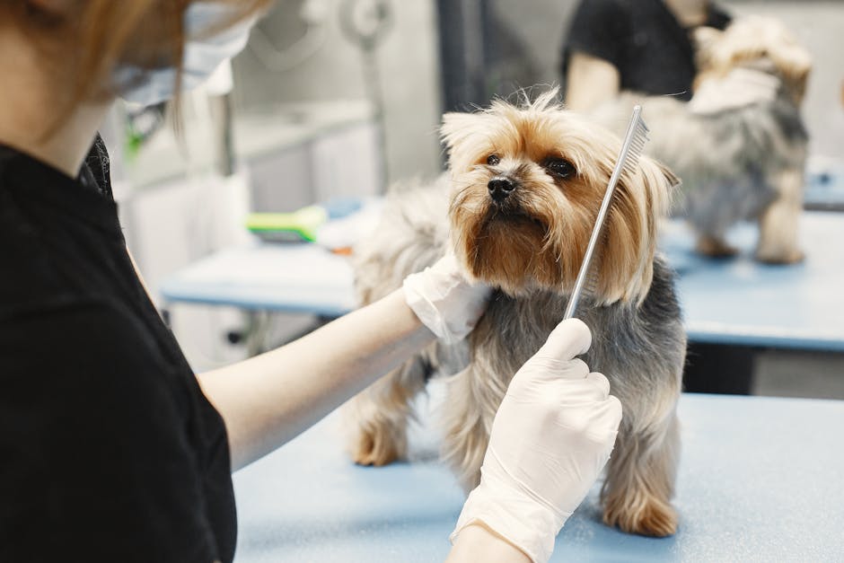 Köpek Kulak Temizliği: Güvenli 7 Adımda Ev Usulü