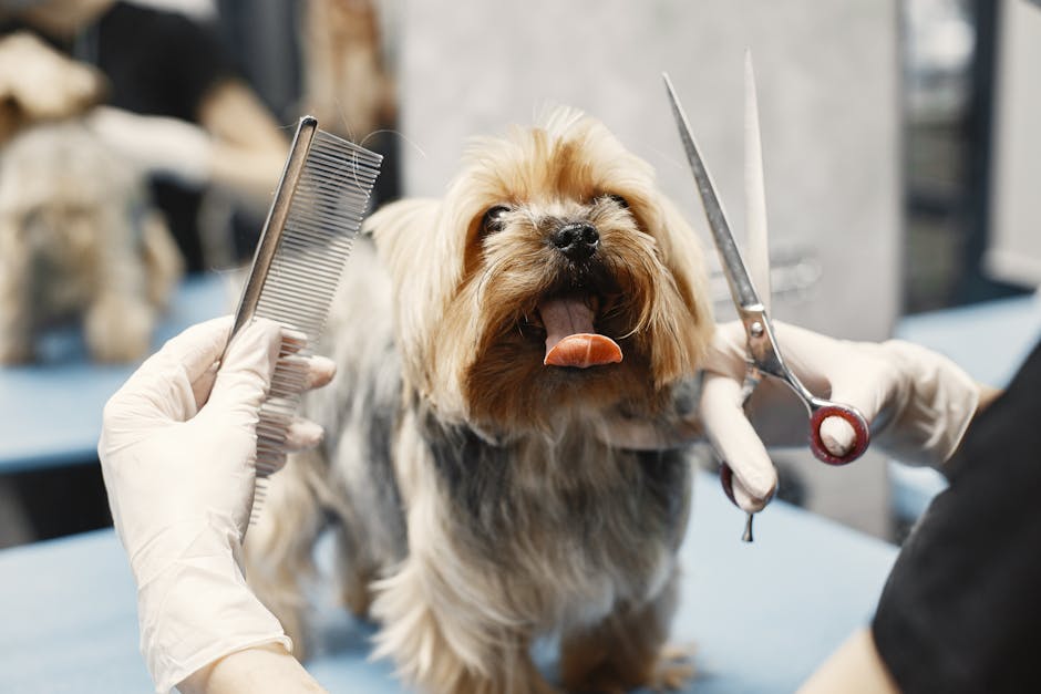 Köpek Kulak Temizliği: Güvenli 7 Adımda Ev Usulü