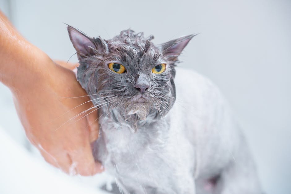 Pet Yatak ve Oyuncak Temizliği: 11 Pratik İpucu