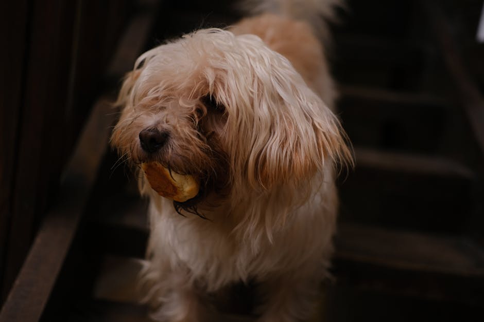 Pet Mama Endüstrisi Skandalları: Bilmemeniz Gereken 8 Olay