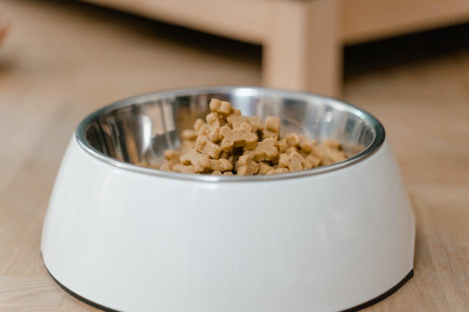 Pet Probiyotik ve Takviyeler: 10 Soruda Tam Rehber