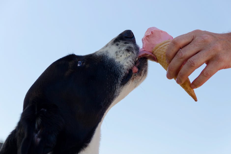 Köpeklere Verilebilecek Güvenli Meyveler: 12 Seçenek