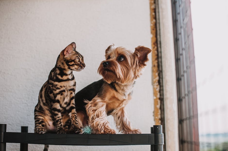 3D Yazıcı ile Pet Oyuncak Tasarımı: 10 Ücretsiz Model
