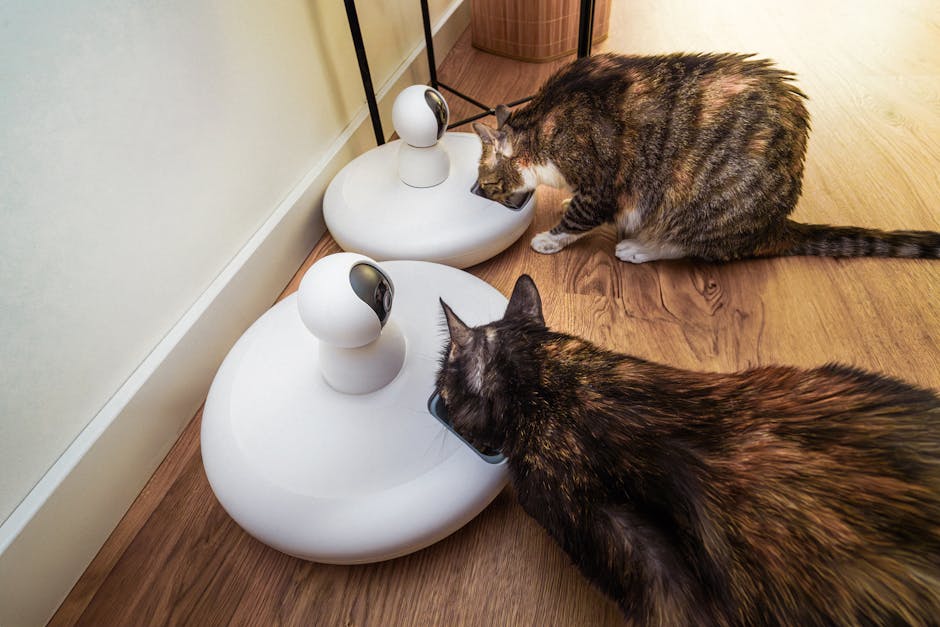 Pet İçin VR Deneyimi: Acaba Mümkün mü?