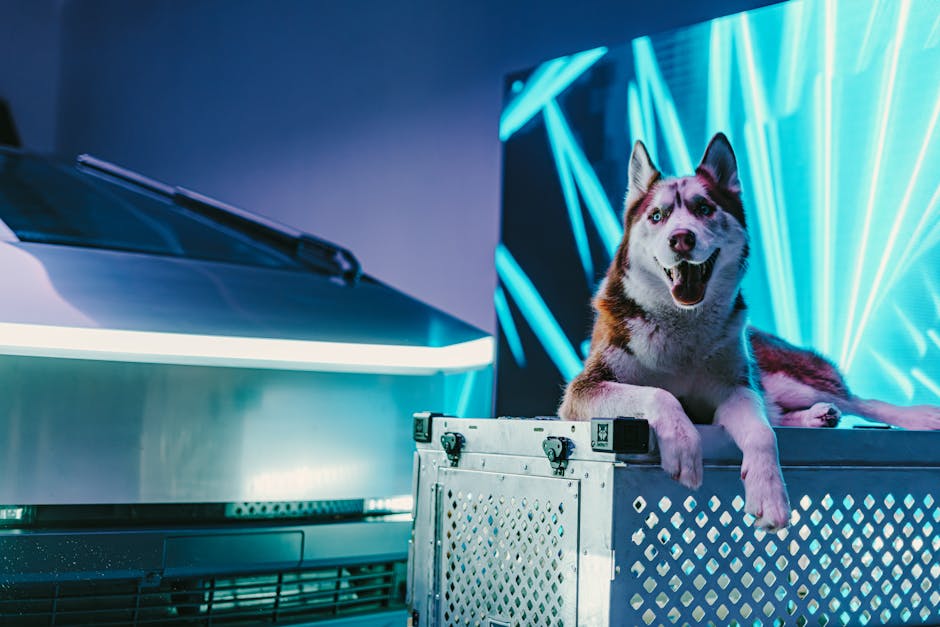 Metaverse Pet Mağaza Deneyimi: Wuffi Deneme