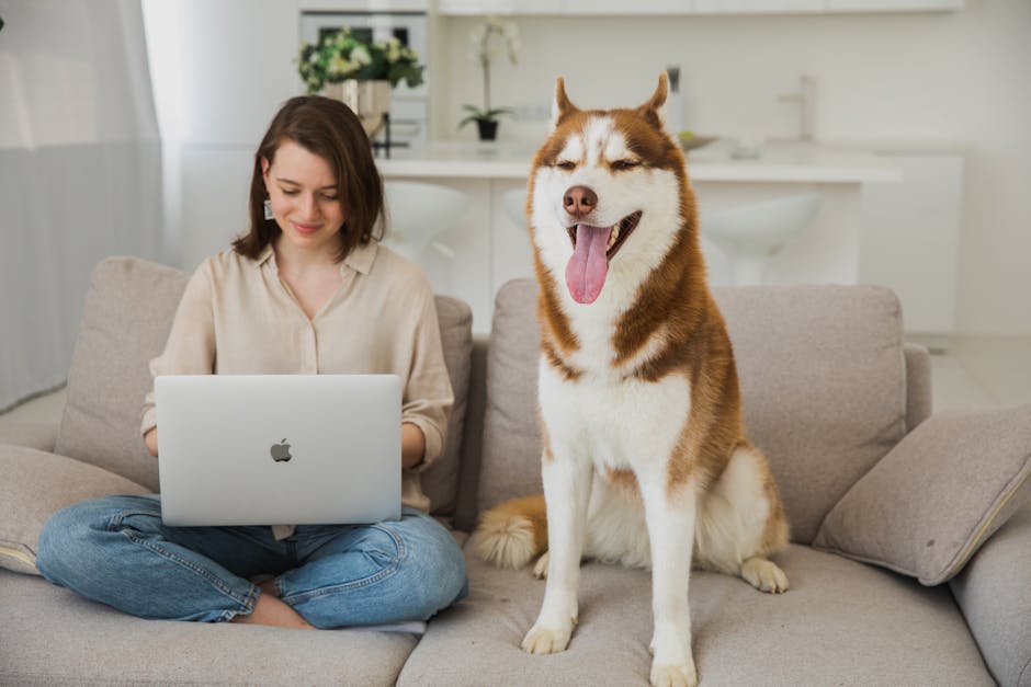 Pet İçin VR Deneyimi: Acaba Mümkün mü?