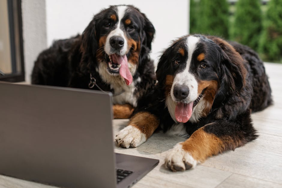 Pet İçin VR Deneyimi: Acaba Mümkün mü?