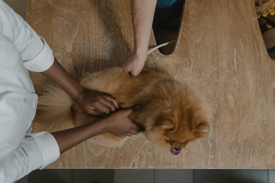 Pet Mikrobiyomu: 21. Yüzyılın Yeni Keşfi