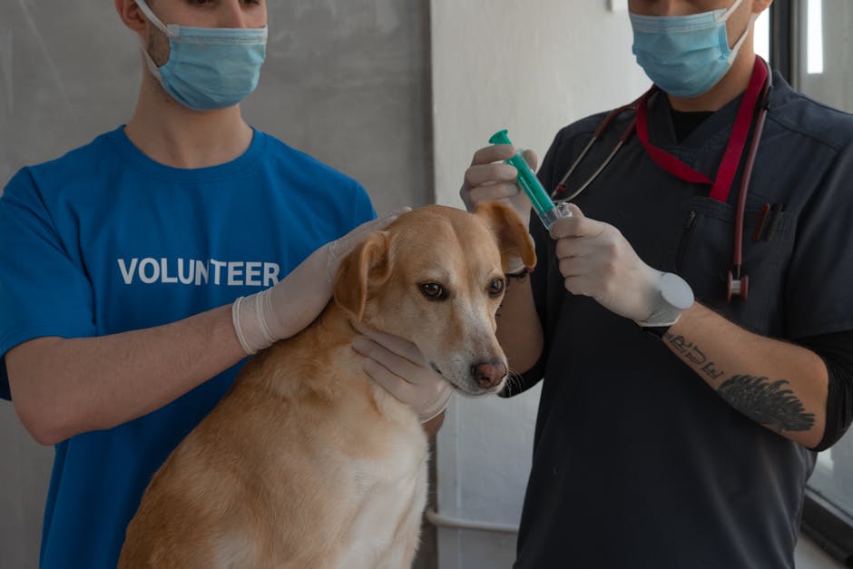 Köpek Koku Alma Hassasiyeti: 10 Şaşırtıcı Rekor