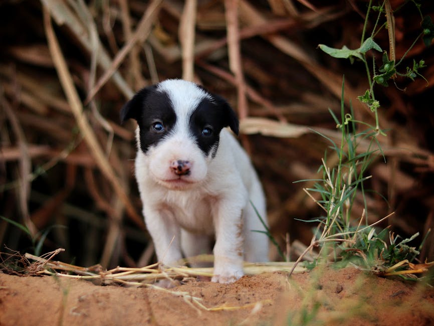 Pet Sigortası: 9 Soruda Tam Rehber