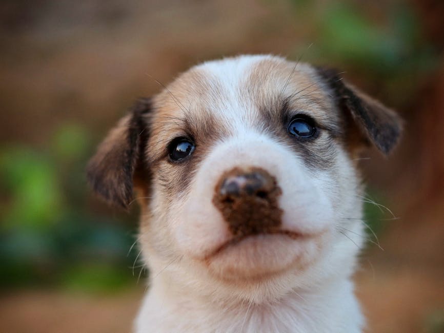 Çalışan Biri Pet Sahiplenebilir mi? 10 Gerçek
