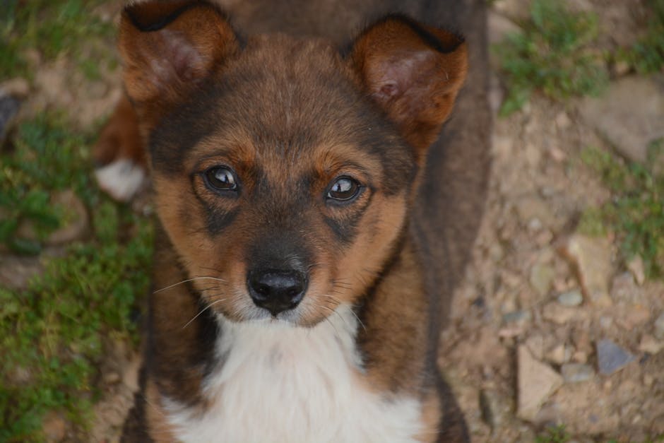 Pet Sigortası: 9 Soruda Tam Rehber