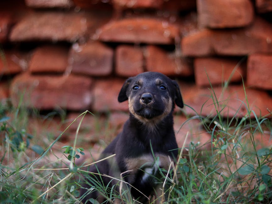 Pet Sigortası: 9 Soruda Tam Rehber