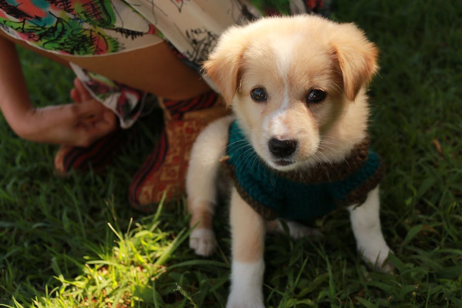 Pet Sahiplenmeden Önce 15 Hazırlık Maddesi
