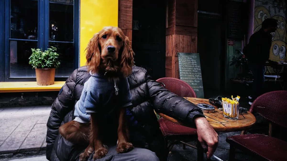 İstanbul’da En İyi 10 Pet-Friendly Mekan: Kafe, Park, Restoran
