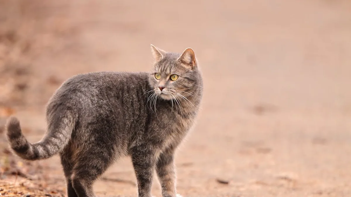 Türkiye’nin En Yaşlı Pet Rekoru: 28 Yaşındaki Kedinin Hikayesi