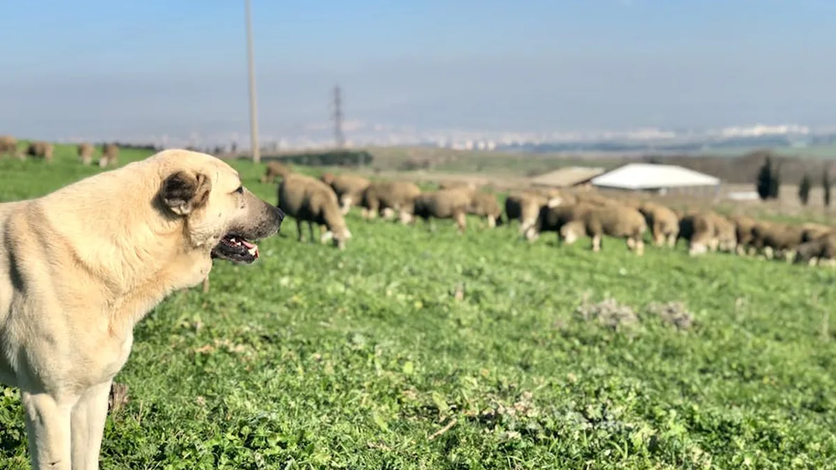 Anadolu Köyü Koruyucu Köpekleri: 9 Yerli Irk ve Hikayeleri