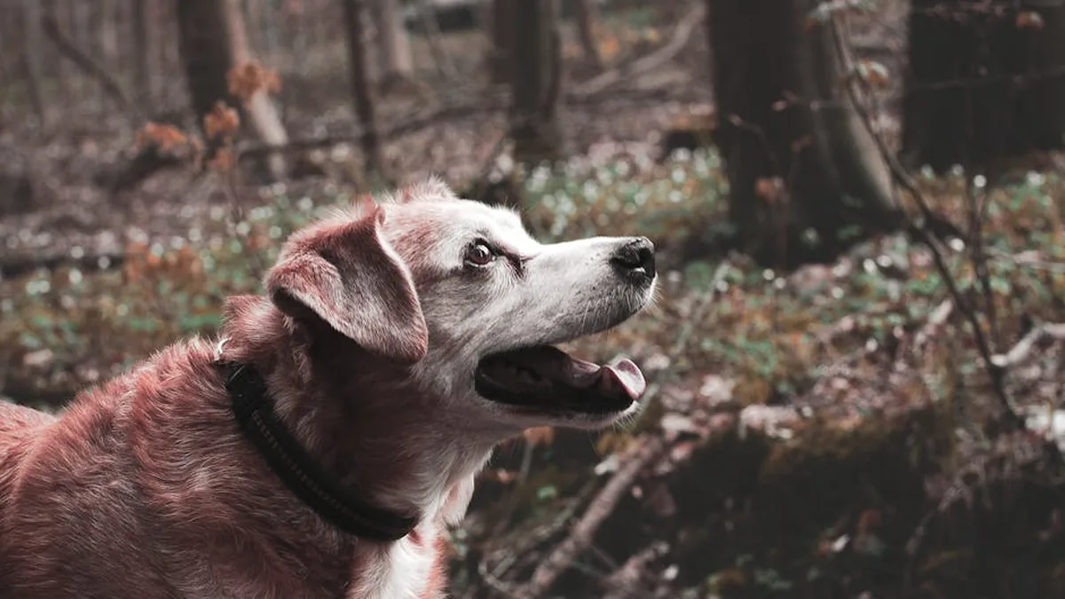 Kanserden Kurtulan Pet Vakaları: 7 İlham Verici Hikaye