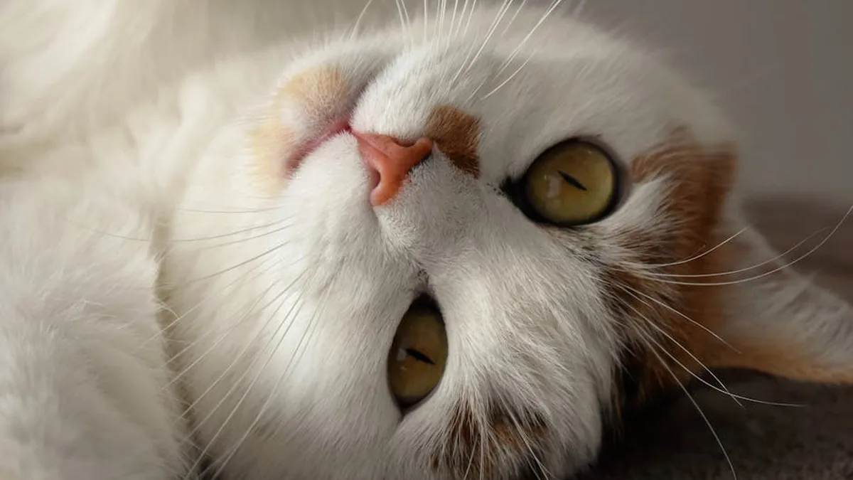 Kedi Mırlaması Gerçekten Tedavi Edici mi? Frequency Bilimi