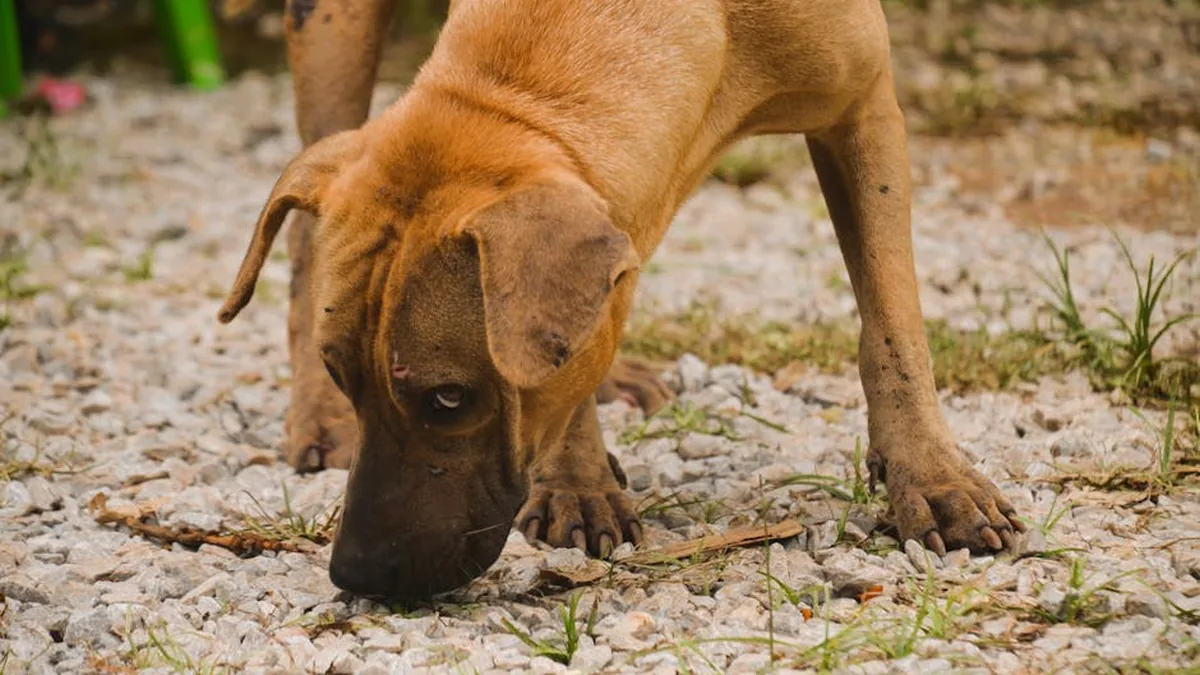Köpek Koku Alma Hassasiyeti: 10 Şaşırtıcı Rekor