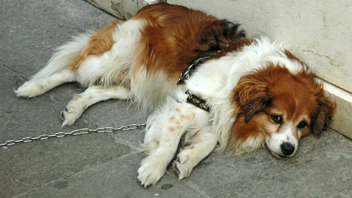 Köpekte Şehir Stresi: 8 Modern Tedavi Yöntemi