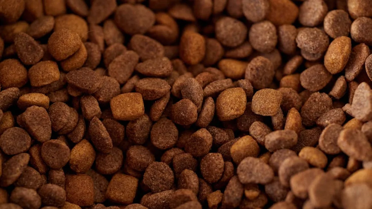 Vegan Pet Beslenmesi Mümkün mü? Veteriner Görüşleri