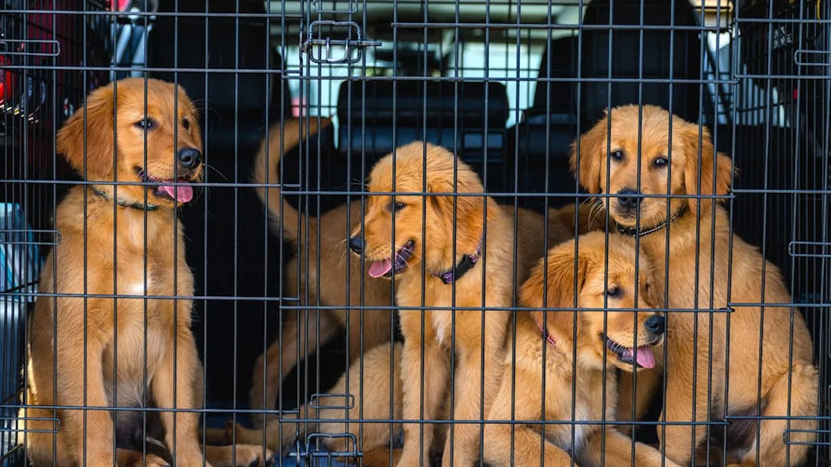 Köpek Yavrusu Uyku Eğitim Sistemi: Yeni Anne-Babalar İçin