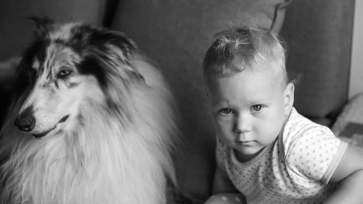 İleri Seviye ‘Çocuk Koru’ Pet Eğitimi: 14 Adım