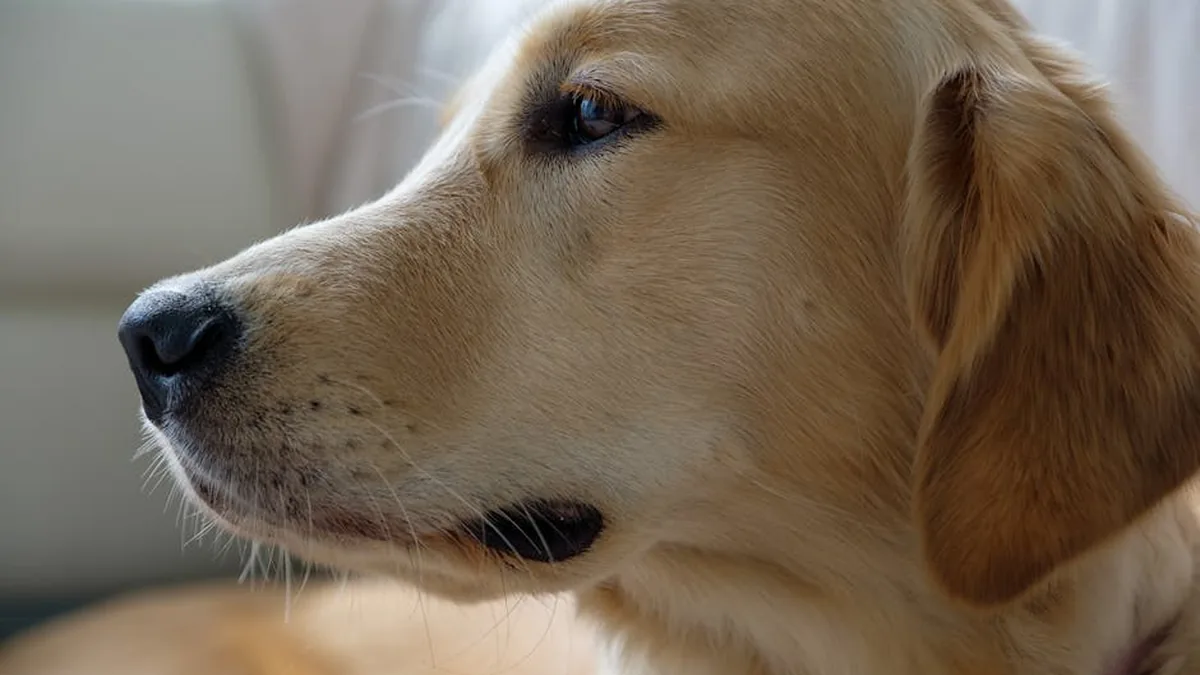 Köpeğe ‘Akıllı’ Emir Öğretmek: Problemde Çözüm Bul