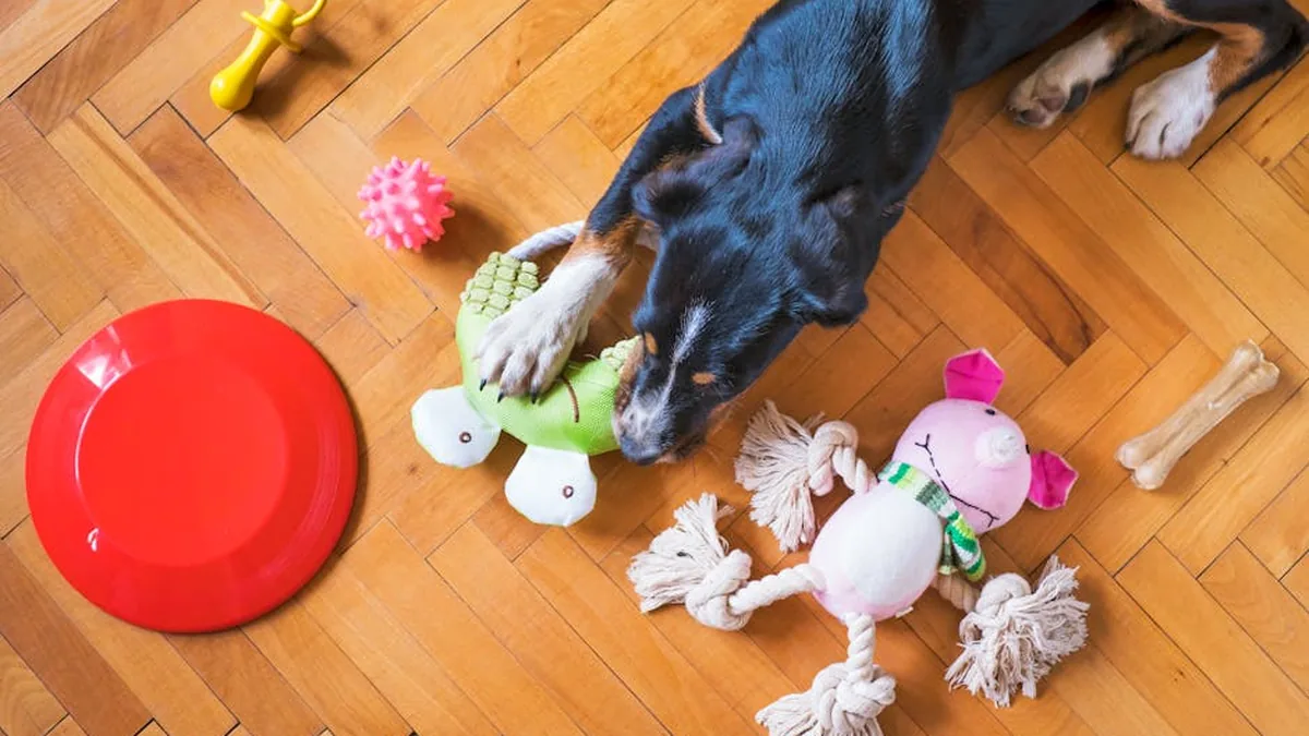 Evdeki Pet İçin Mini Spor Salonu Kurmak: 200₺ Bütçe