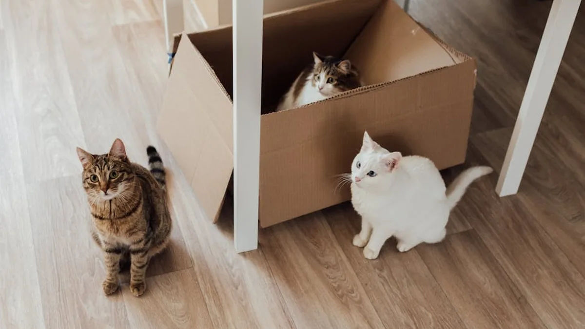 Multi-Pet Ev Yönetim Sistemi: 5+ Pet Olunca