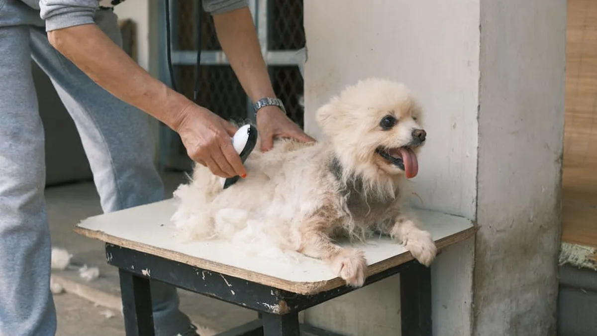 Köpek Tıraş Makineleri Ev Tipi: 5 Model Karşılaştırması