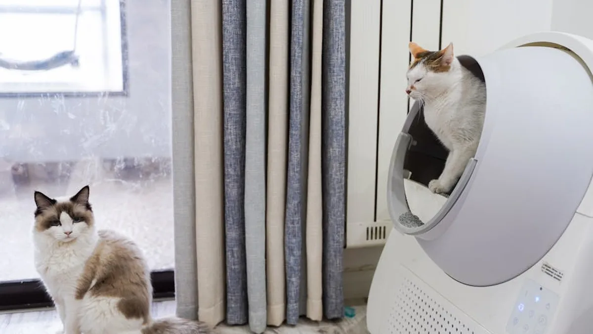 Kedi Kum Kabı: Otomatik vs Mekanik 2026